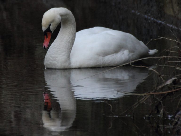 Cygne