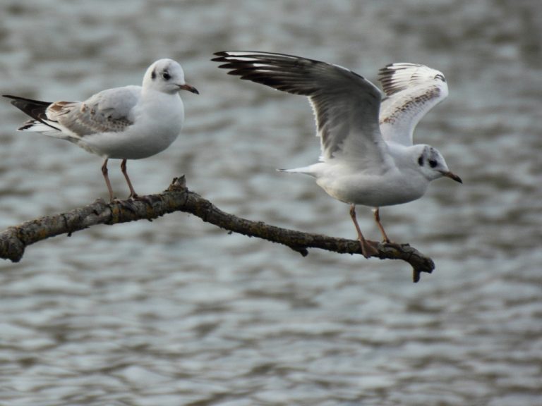 Mouettes