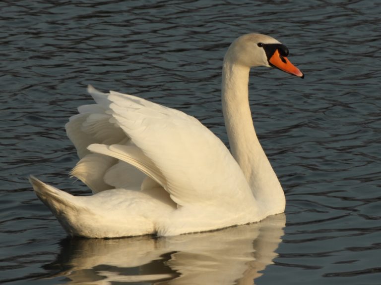 Cygne