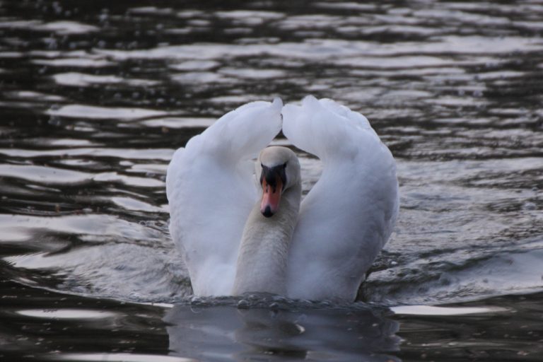 Cygne