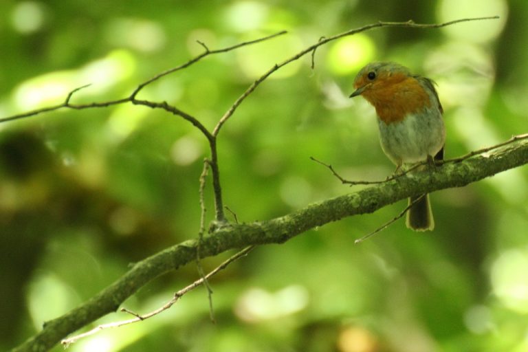 Rouge gorge