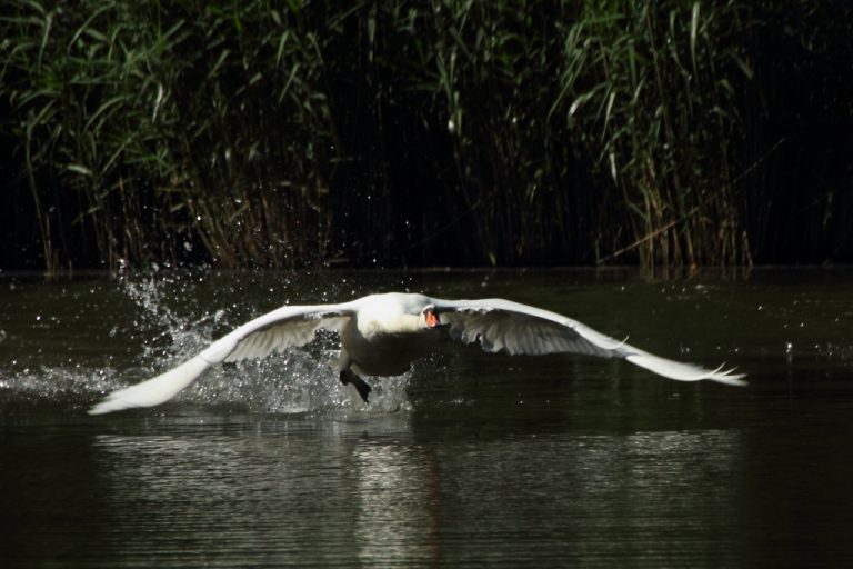 Cygne