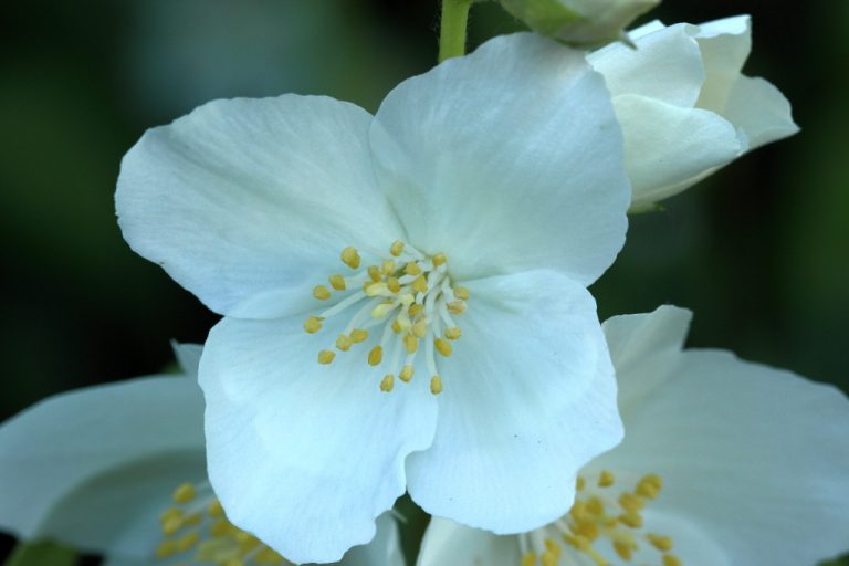 Fleur Blanche