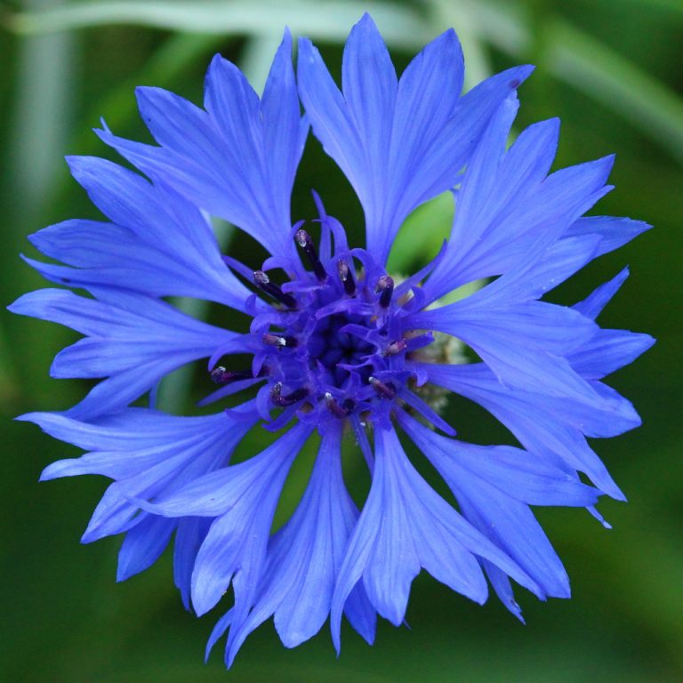 Fleurs Bleues