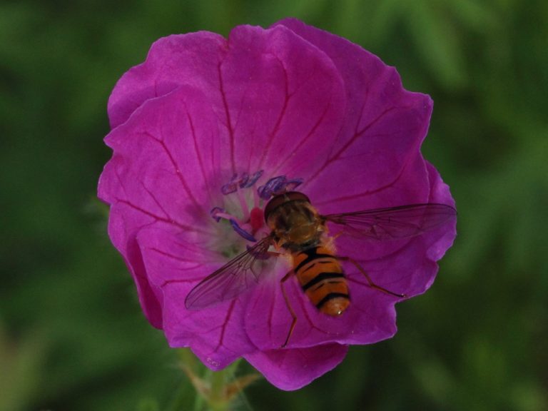 Fleur et insecte