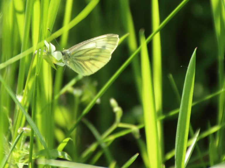 Papillon