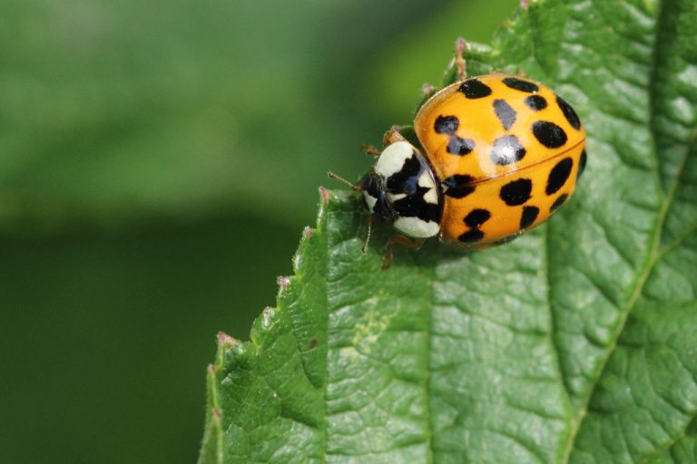 Coccinelle