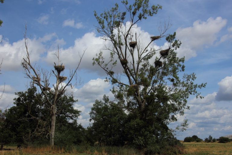 Arbre à Cigognes