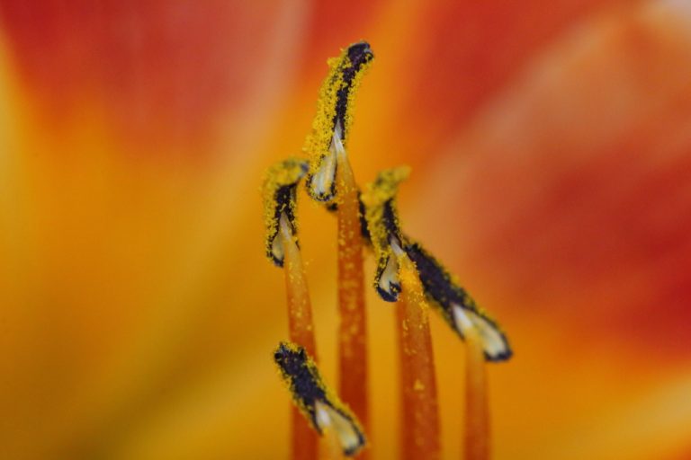 Pistil