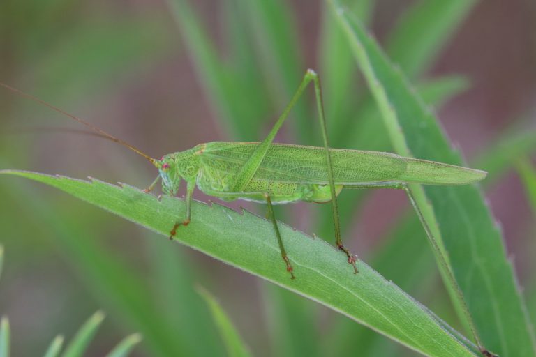 Scudderia mexicana