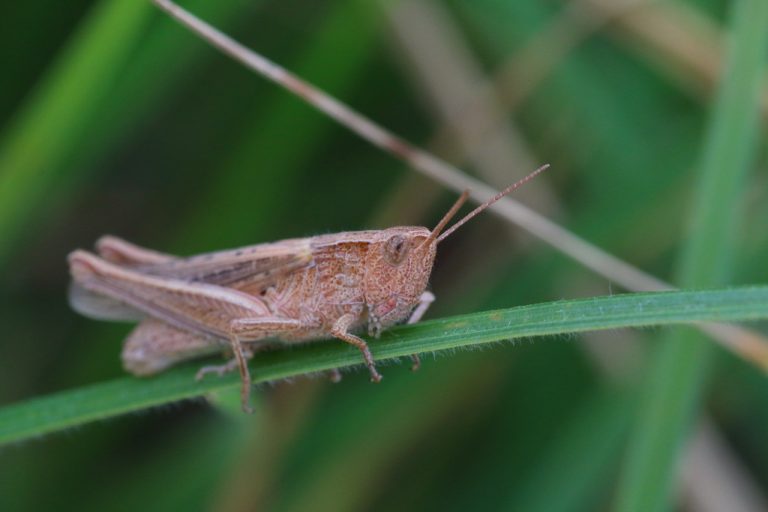 Orphulella pelidna