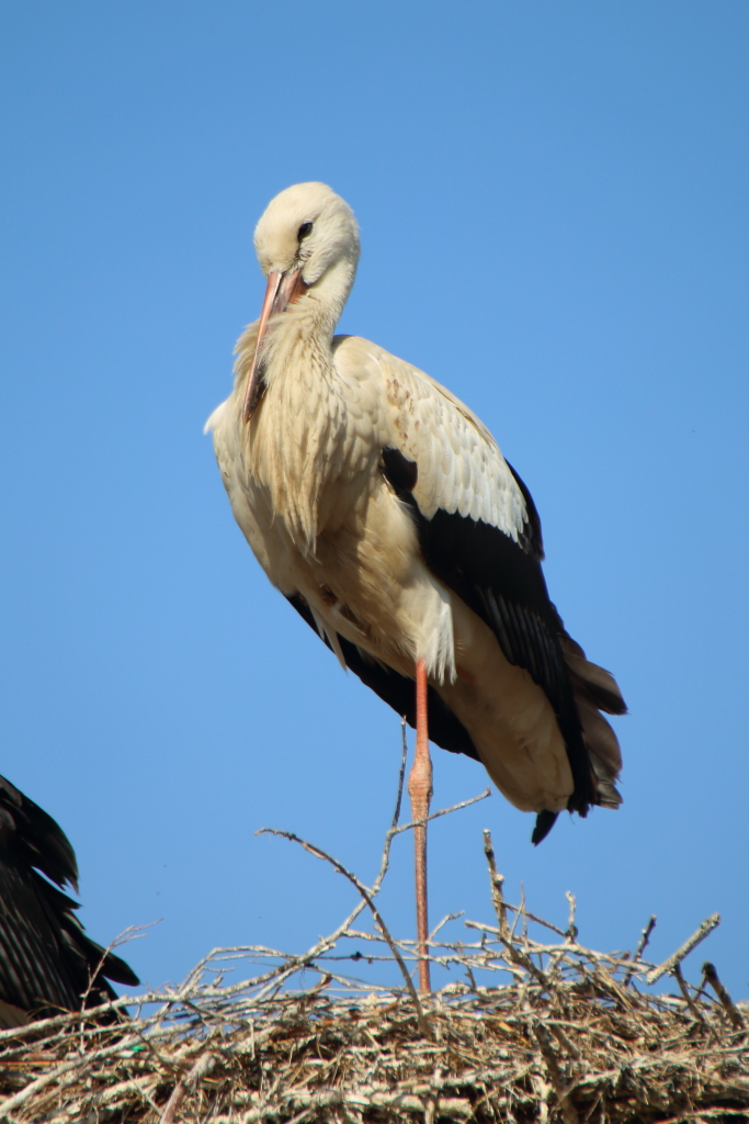 Cigogne