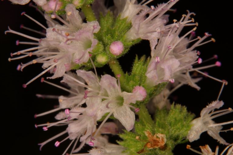 Fleurs de menthe poivrée