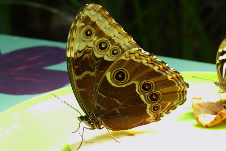 Morpho achilles