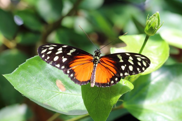 Heliconius hecale