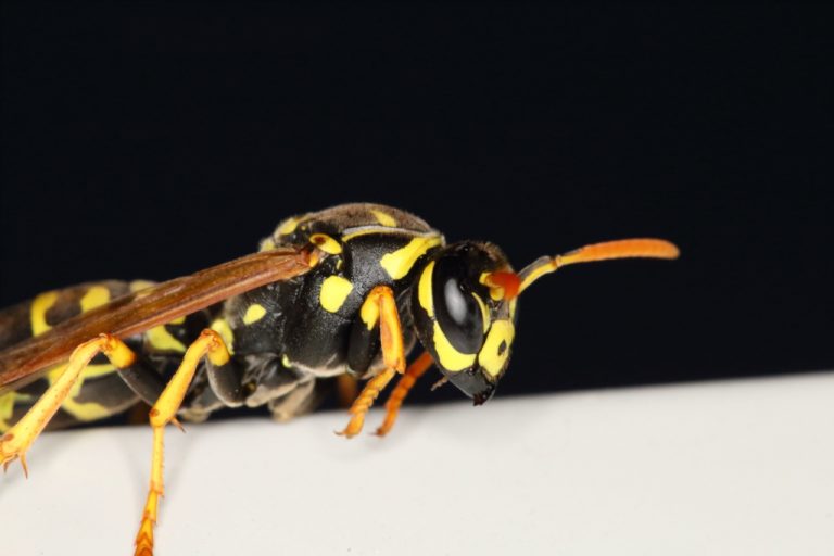 Polistes chinensis