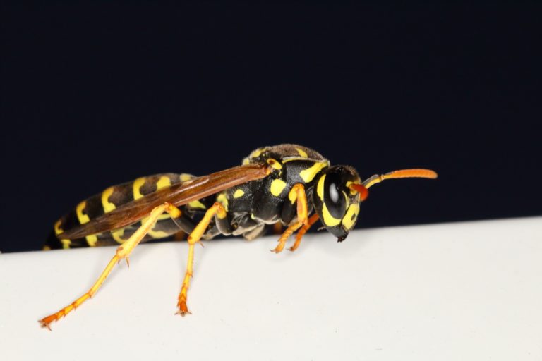 Polistes chinensis