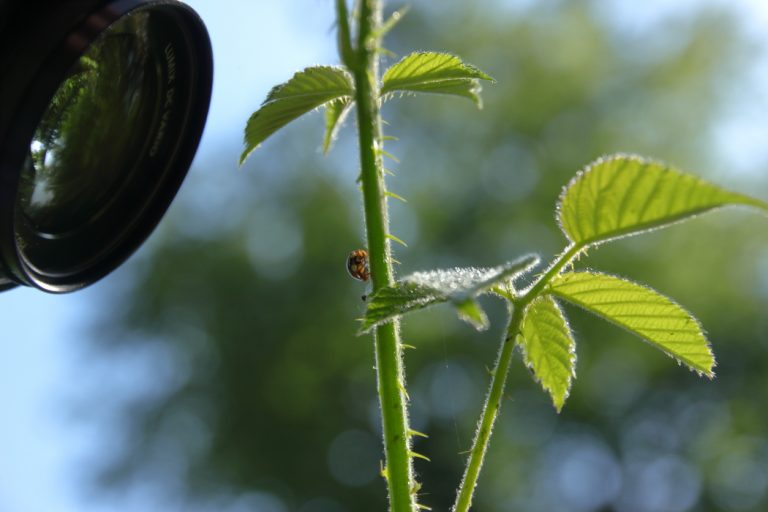 Coccinelle (par Julien !)