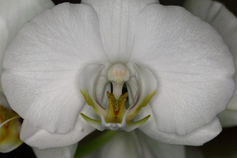 Orchidée