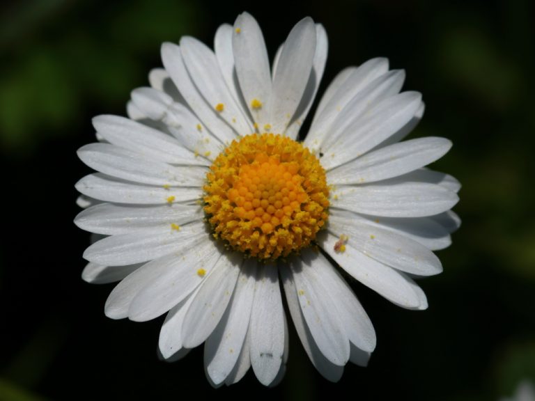 Marguerite