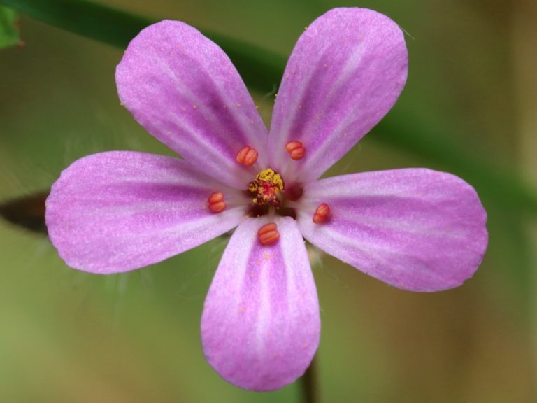 Géranium pourpre