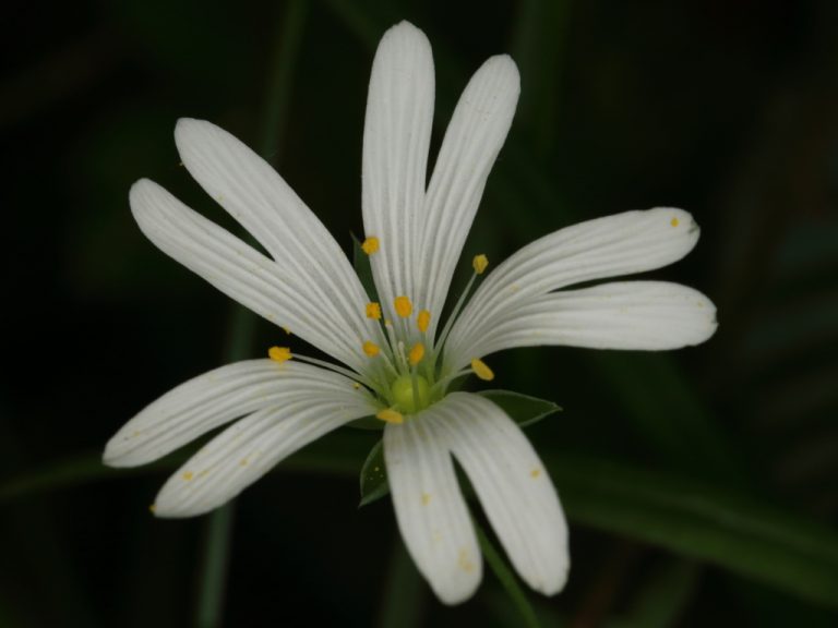 Stellaire holostée