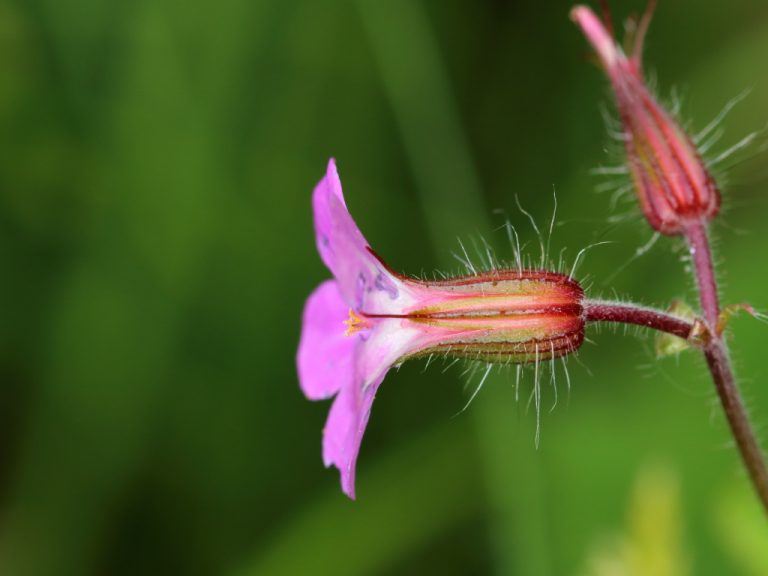 Fleur