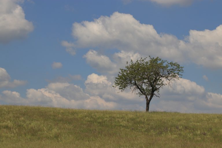 L’arbre solitaire