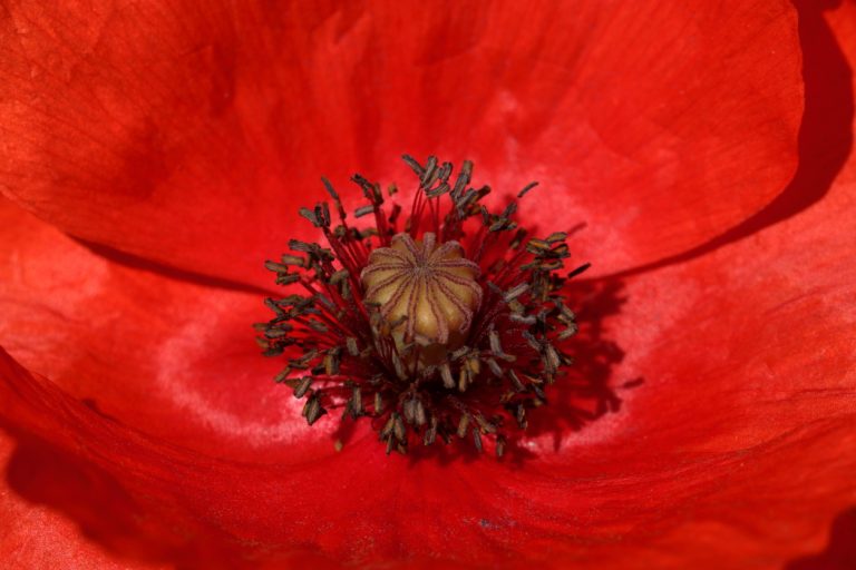 Coquelicot