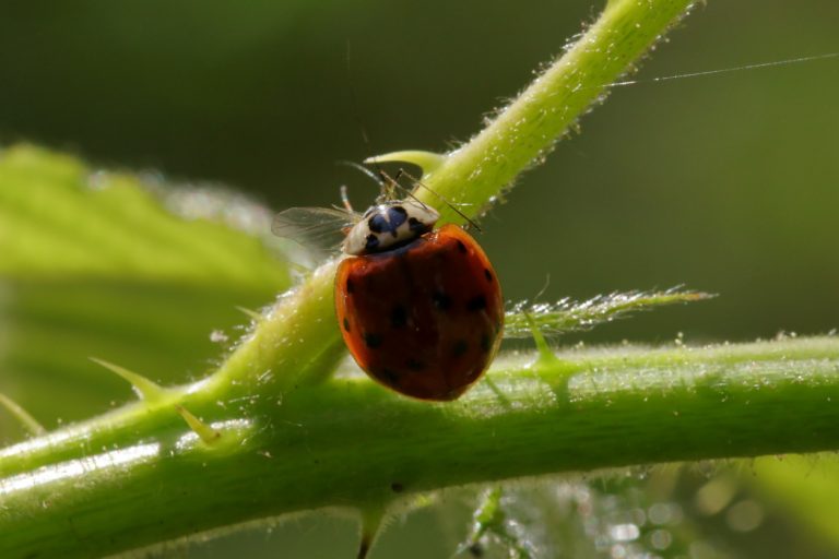 Coccinelle