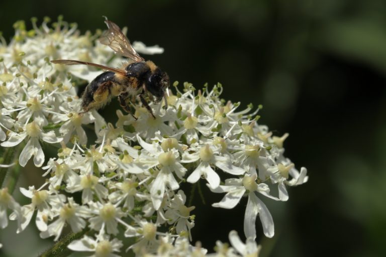 fleurs et Insecte volant