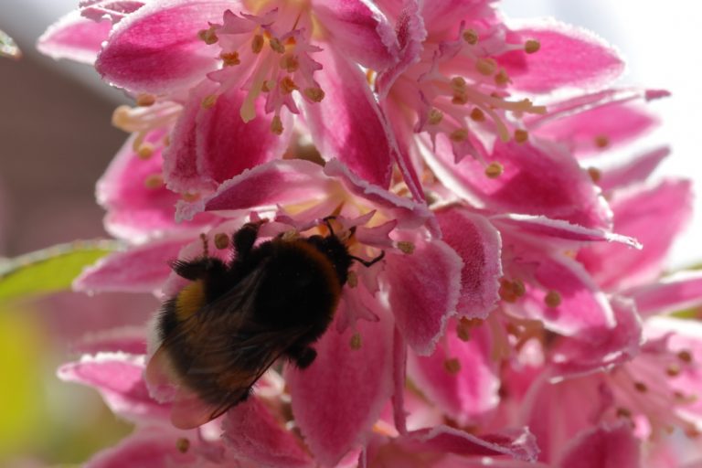 Fleurs et Bourdon