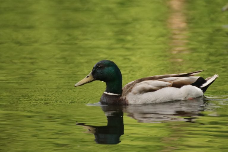 Canard