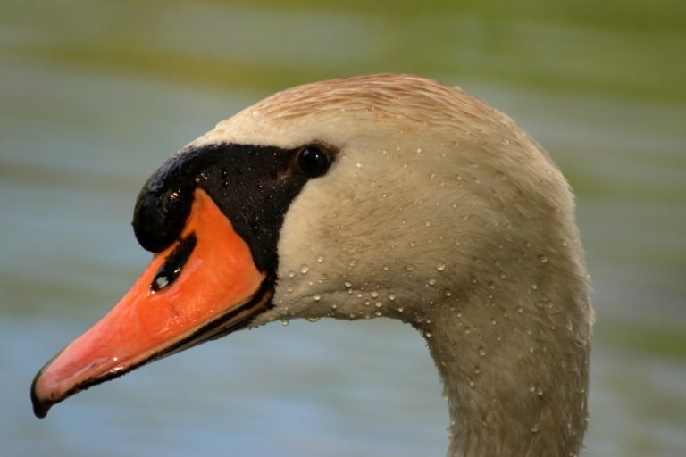 Cygne