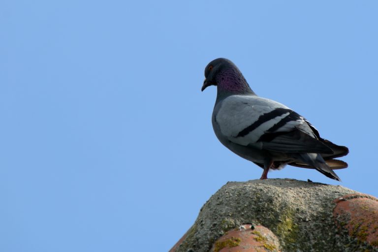 Pigeon