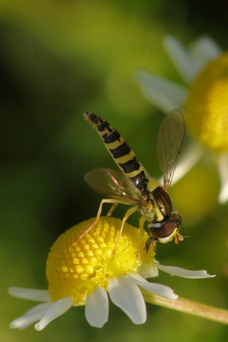 Insecte et fleur