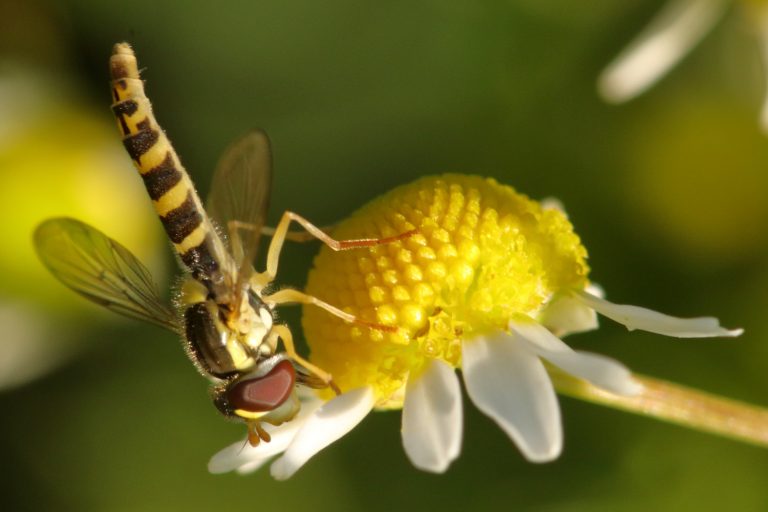 Insecte et fleur