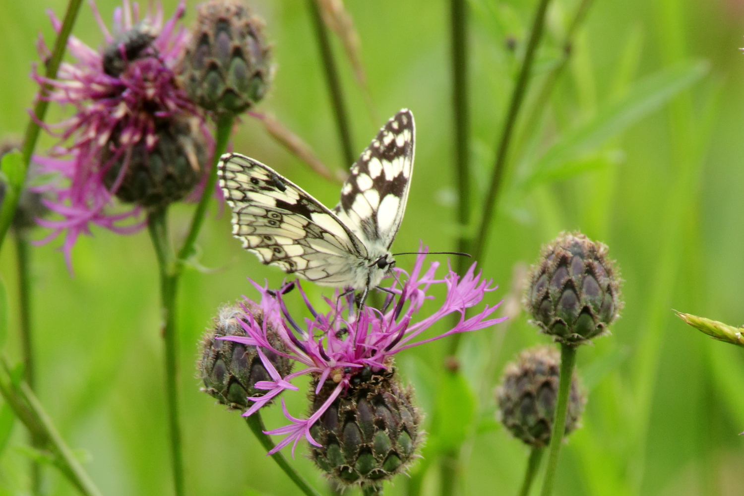 Papillon