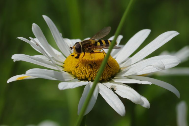 Fleur et insecte