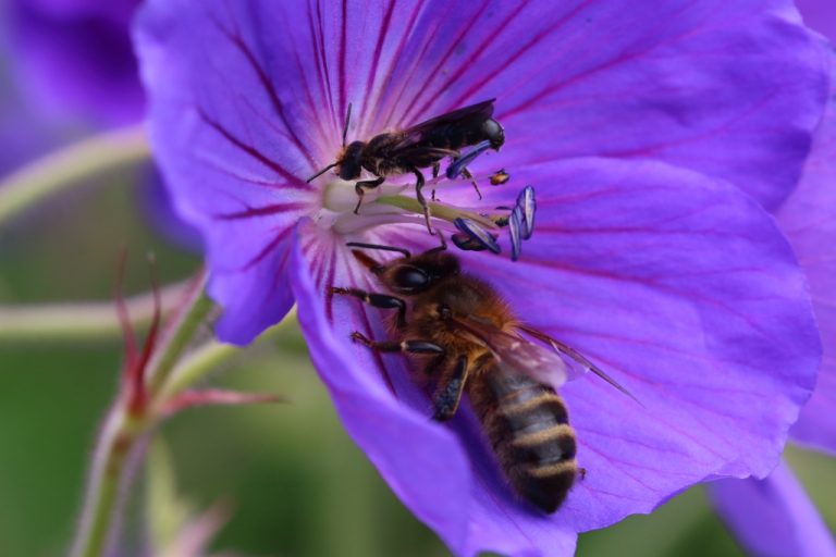 Fleur et insectes