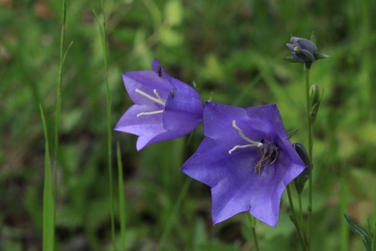 Fleur