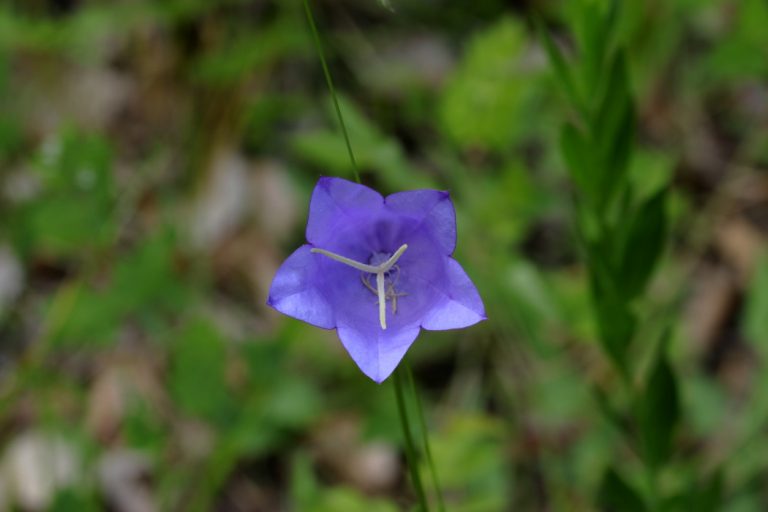 Fleur