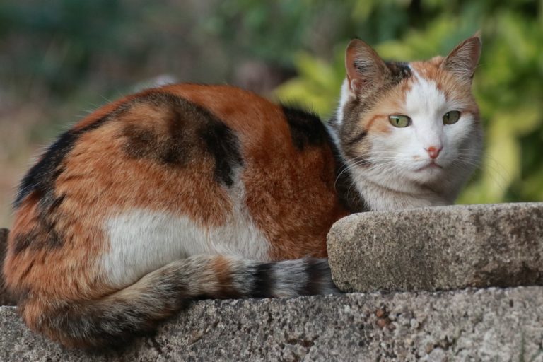 Chat (Eloïne)