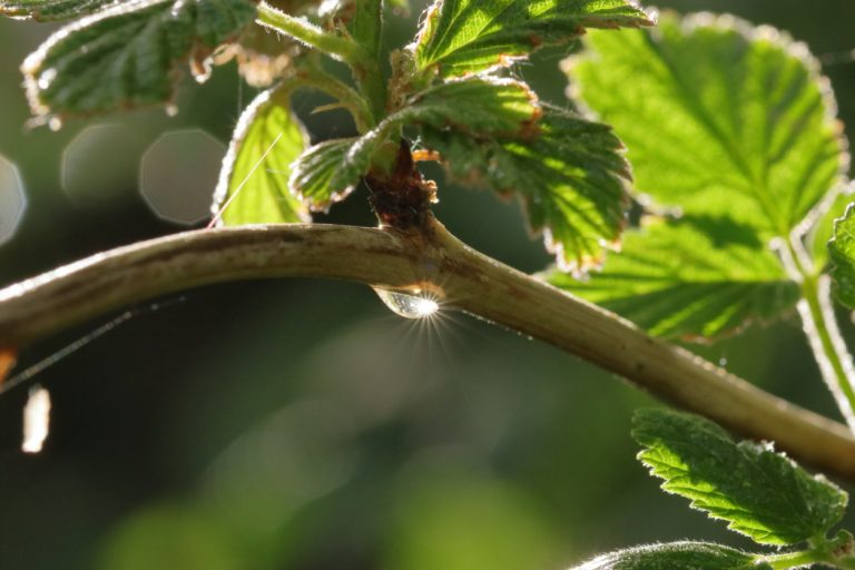 Goutte d’eau