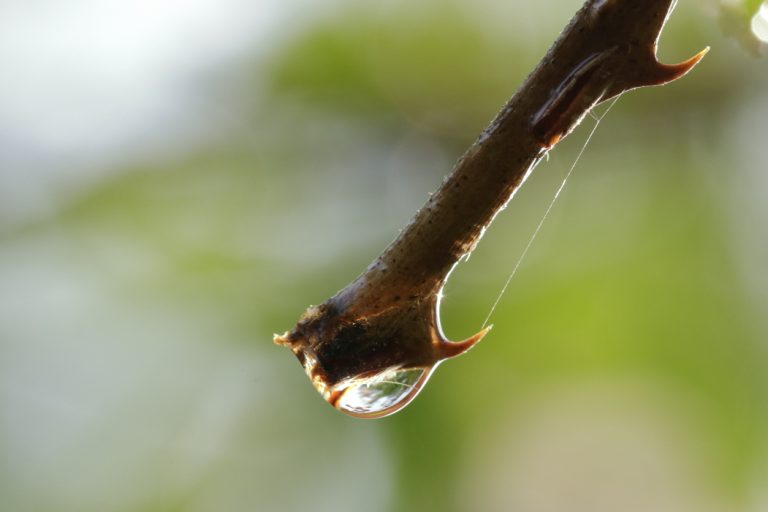 Goutte d’eau