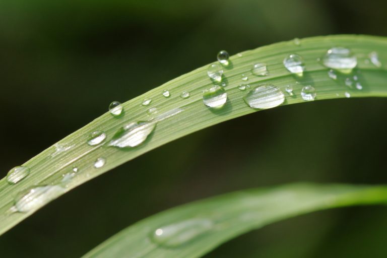 Gouttes d’eau sur feuille