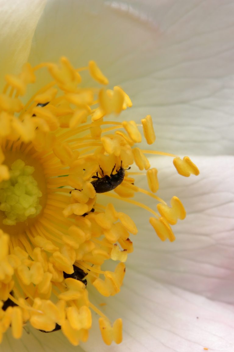 Insecte et fleur