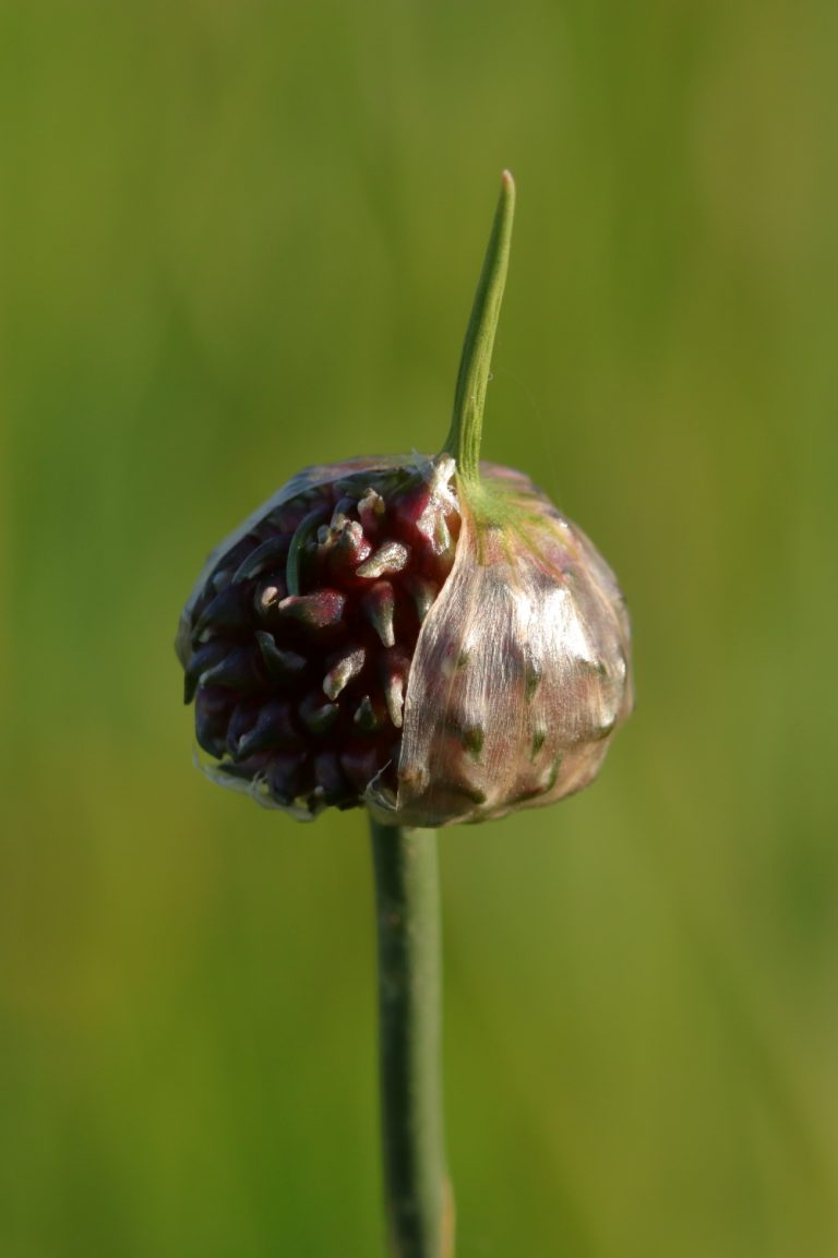 Fleur