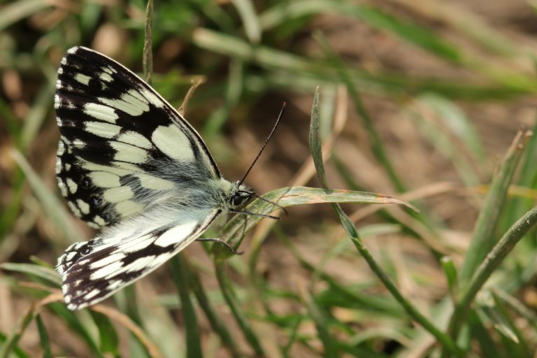 Papillon