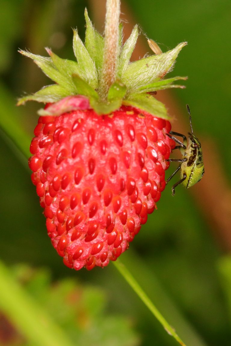 Insecte et fruit